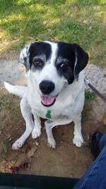 High angle portrait of dog sitting outdoors
