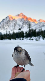 Low angle view of bird perching on snow