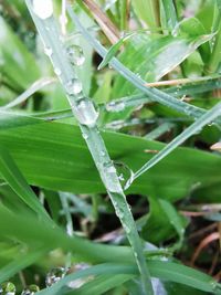 Close-up of wet plant leaves