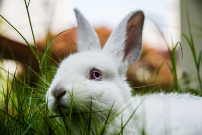 Close-up of white rabbit