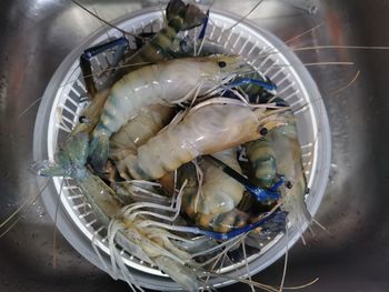 High angle view of fish in plate