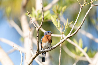 Bird perching on a branch