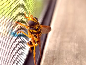 High angle view of bee on wood