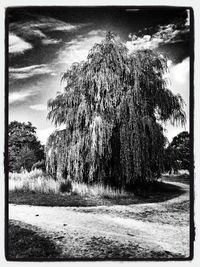 Trees on field against cloudy sky