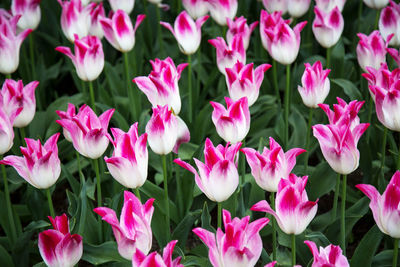 Close-up of pink flowering plants