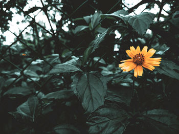 Close-up of yellow flowering plant