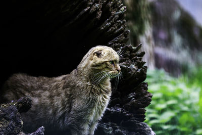 Close-up of iguana on rock