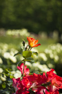 Close-up of red flowering plant