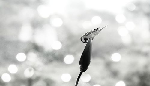 Close-up of water drops on leaf