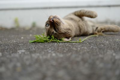 Close-up of a rabbit