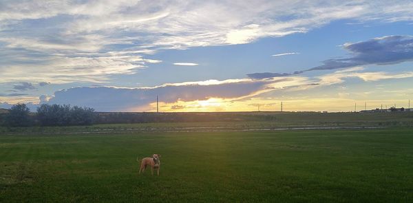 Sheep grazing on landscape against sky during sunset