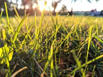 Close-up of fresh green plants on land