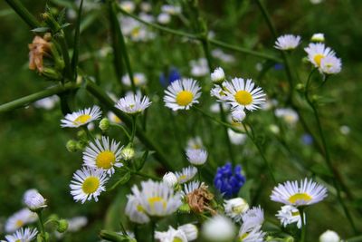 Close-up of white daisy flowers