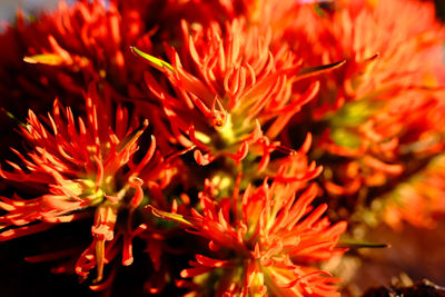 Close-up of red flowering plant