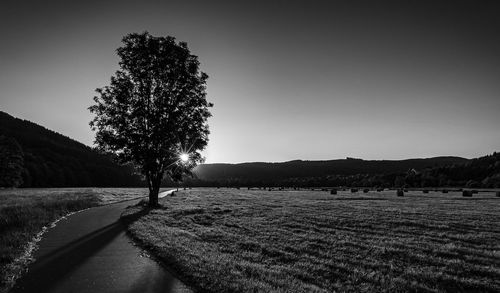 Trees on field against clear sky