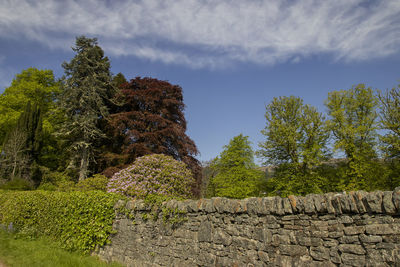 Trees growing by rocks against sky