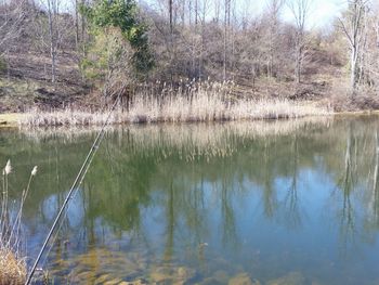 Reflection of trees in water