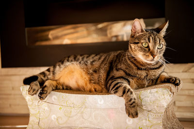 Portrait of cat relaxing at home