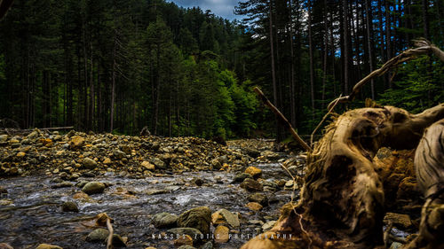 View of trees in forest