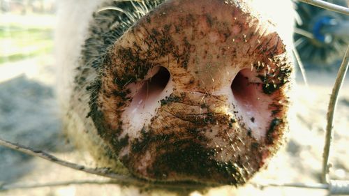 Close-up of plant against blurred background
