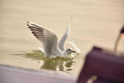 Close-up of seagull flying over lake