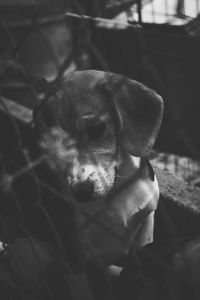 Close-up of puppy on bed