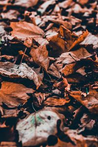 Close-up of dry maple leaves on land