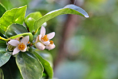 Close-up of fresh white flowering plant