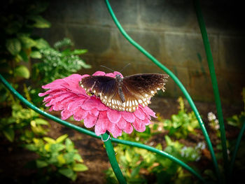 Close-up of butterfly on pink flower