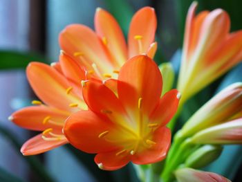 Close-up of orange flower blooming outdoors
