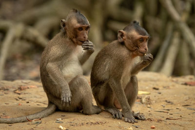 Two long-tailed macaque sit in line eating