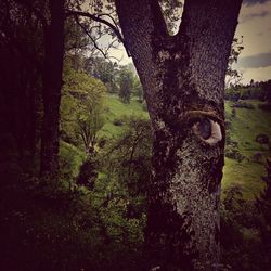 Trees in the forest