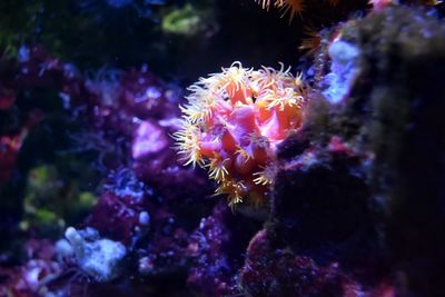 Close-up of coral in sea