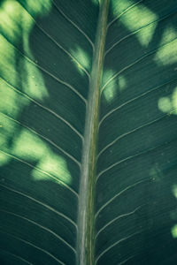 Full frame shot of palm leaves