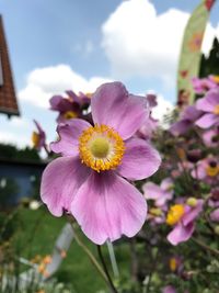 Close-up of pink flower blooming against sky