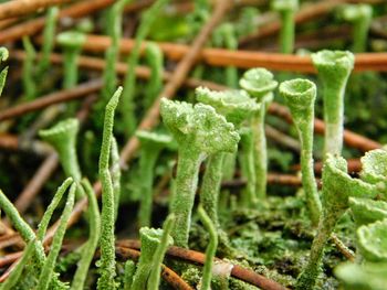 Close-up of green leaves