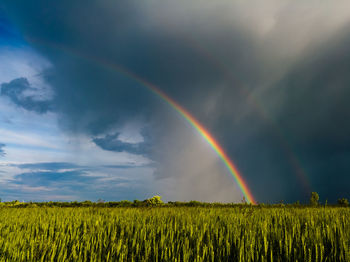 Scenic view of rainbow over field against sky