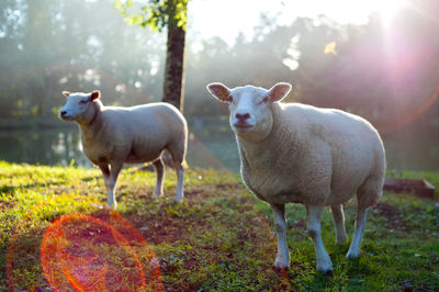 Portrait of sheep standing on field