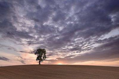 Tree on field against sky during sunset