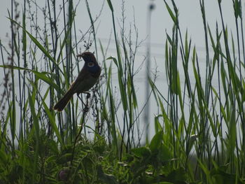 View of a bird on field