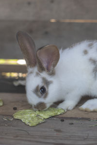 Close-up of rabbit