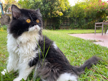 Portrait of a cat looking away