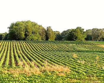 Scenic view of agricultural field against clear sky