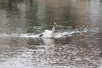 Swan swimming in lake