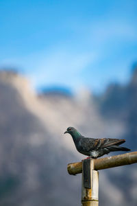 View of bird perching on wood