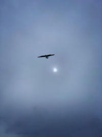 Low angle view of bird flying in sky