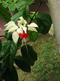 Close-up of flowers blooming outdoors