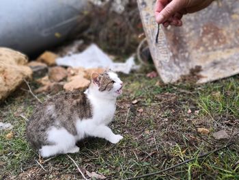 Close-up of hand holding cat on field