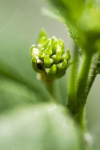 Close-up of insect on leaf