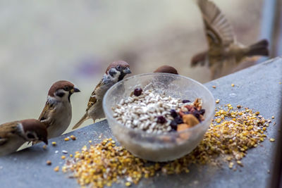 Close-up of birds eating food